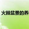 火棘盆景的養殖方法和注意事項（火棘盆景）