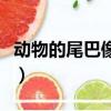 動物的尾巴像什么和作用（動物的尾巴像什么）