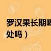 羅漢果長期喝對身體好嗎（羅漢果長期喝有害處嗎）