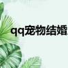 qq寵物結婚后怎么玩（qq寵物怎樣結婚）
