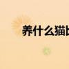 養什么貓比較好?（養什么貓比較好）
