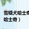 雪橇犬哈士奇最低能承受多少的溫度（雪橇犬哈士奇）
