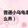 普通小烏龜家里怎么養的（普通小烏龜家里怎么養）