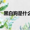 黑白狗是什么品種的（黑白狗是什么品種）