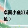 桌面小魚缸適合養什么魚（小魚缸適合養什么魚）