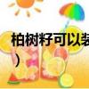 柏樹籽可以裝枕頭嗎（柏樹籽裝枕頭有何害處）
