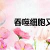 吞噬細胞又稱為（屬于吞噬細胞的是）