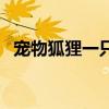寵物狐貍一只多少元（狐貍能當寵物養嗎）