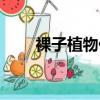 裸子植物什么時候出現（裸子植物）