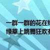 一群一群的花在綠草上跳舞狂歡有的什么（一群一群的花在綠草上跳舞狂歡有的）