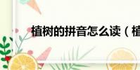 植樹的拼音怎么讀(植樹的拼音)