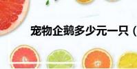 寵物企鵝多少元一只(寵物企鵝)