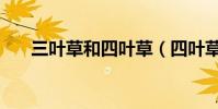 三葉草和四葉草(四葉草象征著什么)