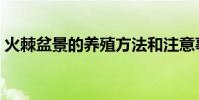 火棘盆景的養殖方法和注意事項(火棘盆景)