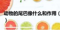 動物的尾巴像什么和作用(動物的尾巴像什么)