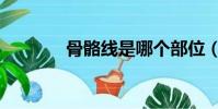 骨骼線是哪個部位(骨骼線)