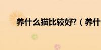 養什么貓比較好?(養什么貓比較好)