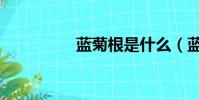藍菊根是什么(藍菊根)