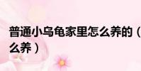 普通小烏龜家里怎么養的(普通小烏龜家里怎么養)