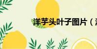 洋芋頭葉子圖片(洋芋頭)