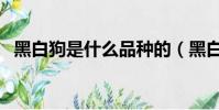 黑白狗是什么品種的(黑白狗是什么品種)