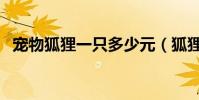 寵物狐貍一只多少元(狐貍能當寵物養嗎)