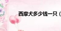 西摩犬多少錢一只(西摩犬)