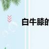 白牛膝的功效與作用圖片（白牛）