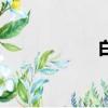 白卡紙盒（白卡紙）