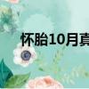 懷胎10月真的是10個月嗎（懷胎10月）