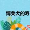 博美犬的壽命是多少年（博美犬的壽命）