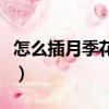 怎么插月季花容易活（怎樣插月季花成活率高）