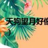 天狗望月好像什么比喻句（天狗望月好像什么）