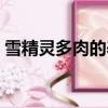 雪精靈多肉的養殖方法和注意事項（雪精靈）