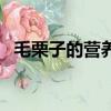 毛栗子的營養價值與功效（毛栗子的功效）