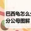 巴西龜怎么分公母圖解 紅耳龜（巴西龜怎么分公母圖解）