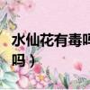 水仙花有毒嗎?可以在室內養嗎?（水仙花有毒嗎）
