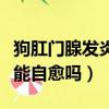狗肛門腺發炎了用什么藥治療（狗肛門腺發炎能自愈嗎）