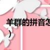羊群的拼音怎么寫的拼音怎么讀（羊群的拼音）
