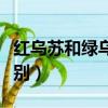 紅烏蘇和綠烏蘇區別圖片（紅烏蘇和綠烏蘇區別）