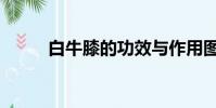 白牛膝的功效與作用圖片(白牛)
