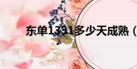 東單1331多少天成熟(東單1331)