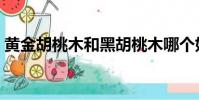 黃金胡桃木和黑胡桃木哪個好(黃金胡桃木)