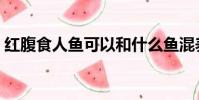 紅腹食人魚可以和什么魚混養(紅腹食人魚)