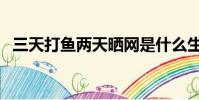 三天打魚兩天曬網是什么生肖(三天打魚)