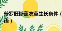 普羅旺斯薰衣草生長條件(普羅旺斯薰衣草花語)