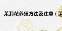 茉莉花養殖方法及注意(茉莉花養殖方法)