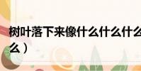 樹葉落下來像什么什么什么(樹葉落下來像什么)