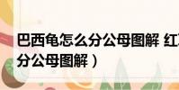 巴西龜怎么分公母圖解 紅耳龜(巴西龜怎么分公母圖解)