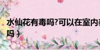 水仙花有毒嗎?可以在室內養嗎?(水仙花有毒嗎)